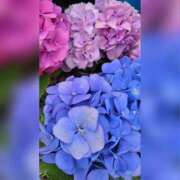 ヒメ日記 2025/06/01 18:47 投稿 木嶋りさ ミセス・レヴォアール～再会～