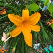 ヒメ日記 2025/06/09 09:41 投稿 木嶋りさ ミセス・レヴォアール～再会～