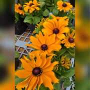 ヒメ日記 2025/06/19 18:00 投稿 木嶋りさ ミセス・レヴォアール～再会～