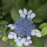 ヒメ日記 2025/07/10 18:41 投稿 木嶋りさ ミセス・レヴォアール～再会～