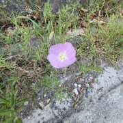 ヒメ日記 2025/08/05 19:12 投稿 木嶋りさ ミセス・レヴォアール～再会～