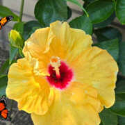 ヒメ日記 2025/08/20 11:24 投稿 木嶋りさ ミセス・レヴォアール～再会～