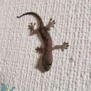 ヒメ日記 2025/09/03 11:06 投稿 木嶋りさ ミセス・レヴォアール～再会～