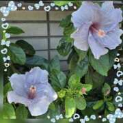 ヒメ日記 2025/09/19 16:53 投稿 木嶋りさ ミセス・レヴォアール～再会～