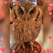 ヒメ日記 2025/10/24 17:00 投稿 木嶋りさ ミセス・レヴォアール～再会～