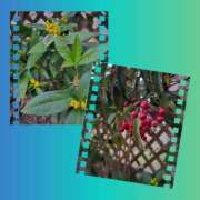 ヒメ日記 2025/11/25 08:00 投稿 木嶋りさ ミセス・レヴォアール～再会～