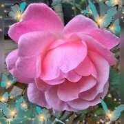 ヒメ日記 2025/11/30 10:00 投稿 木嶋りさ ミセス・レヴォアール～再会～