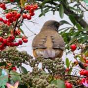ヒメ日記 2025/12/27 19:21 投稿 木嶋りさ ミセス・レヴォアール～再会～