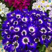 ヒメ日記 2026/02/13 17:12 投稿 木嶋りさ ミセス・レヴォアール～再会～