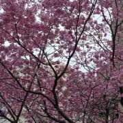 木嶋りさ 満開 ミセス・レヴォアール～再会～