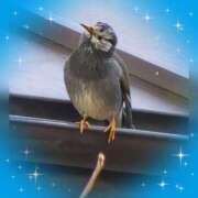 ヒメ日記 2026/03/17 07:25 投稿 木嶋りさ ミセス・レヴォアール～再会～