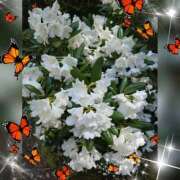 ヒメ日記 2026/04/12 18:41 投稿 木嶋りさ ミセス・レヴォアール～再会～