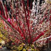 ヒメ日記 2025/02/23 18:49 投稿 あずさ ギン妻パラダイス 和歌山店