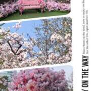 ヒメ日記 2025/04/08 10:48 投稿 あずさ ギン妻パラダイス 和歌山店