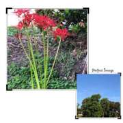 ヒメ日記 2025/10/02 09:39 投稿 あずさ ギン妻パラダイス 和歌山店