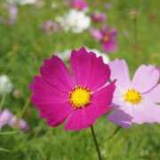 ヒメ日記 2025/10/12 19:01 投稿 あずさ ギン妻パラダイス 和歌山店