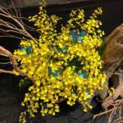 ヒメ日記 2025/10/18 09:03 投稿 あずさ ギン妻パラダイス 和歌山店