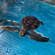 ヒメ日記 2025/11/22 09:13 投稿 あずさ ギン妻パラダイス 和歌山店