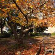 あずさ 次回出勤日❣️ ギン妻パラダイス 和歌山店