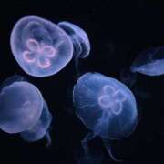 ヒメ日記 2025/04/19 10:11 投稿 みき もしも素敵な妻が指輪をはずしたら・・・カーラ