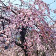 ヒメ日記 2025/03/30 09:51 投稿 ふうか Happy Gang(ハッピーギャング)