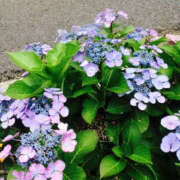 ヒメ日記 2025/06/05 09:50 投稿 ふうか Happy Gang(ハッピーギャング)