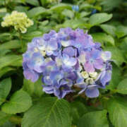 ヒメ日記 2025/06/11 09:52 投稿 ふうか Happy Gang(ハッピーギャング)