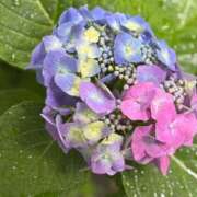 ヒメ日記 2025/06/15 09:42 投稿 ふうか Happy Gang(ハッピーギャング)