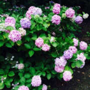 ヒメ日記 2025/06/25 09:52 投稿 ふうか Happy Gang(ハッピーギャング)