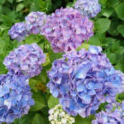 ヒメ日記 2025/06/29 09:44 投稿 ふうか Happy Gang(ハッピーギャング)