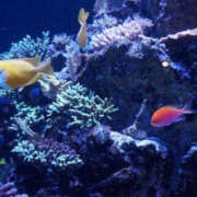 ヒメ日記 2025/08/16 09:52 投稿 ふうか Happy Gang(ハッピーギャング)