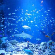 ヒメ日記 2025/08/17 09:47 投稿 ふうか Happy Gang(ハッピーギャング)