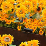 ヒメ日記 2025/08/27 09:48 投稿 ふうか Happy Gang(ハッピーギャング)