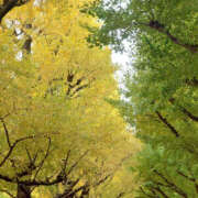 ヒメ日記 2025/11/09 09:44 投稿 ふうか Happy Gang(ハッピーギャング)