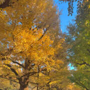 ヒメ日記 2025/11/27 09:49 投稿 ふうか Happy Gang(ハッピーギャング)