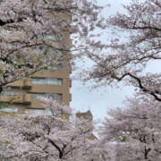 ヒメ日記 2026/04/01 09:52 投稿 ふうか Happy Gang(ハッピーギャング)