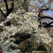 ヒメ日記 2026/04/05 09:45 投稿 ふうか Happy Gang(ハッピーギャング)