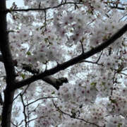 ヒメ日記 2026/04/09 09:44 投稿 ふうか Happy Gang(ハッピーギャング)