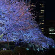 ヒメ日記 2026/04/12 09:55 投稿 ふうか Happy Gang(ハッピーギャング)