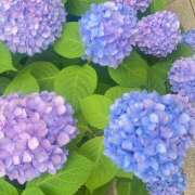 ヒメ日記 2025/06/09 16:54 投稿 ちかこ 京都人妻花壇