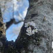 ヒメ日記 2025/04/04 13:21 投稿 ナナクラ 名古屋★出張マッサージ委員会