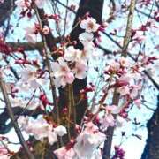 ヒメ日記 2026/03/17 18:51 投稿 ナナクラ 名古屋★出張マッサージ委員会