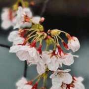 ヒメ日記 2026/03/25 18:21 投稿 ナナクラ 名古屋★出張マッサージ委員会