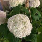 ヒメ日記 2025/06/19 12:38 投稿 玲乃(れの) 人妻城 横浜本店