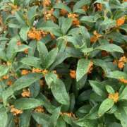 ヒメ日記 2025/10/22 19:08 投稿 玲乃(れの) 人妻城 横浜本店