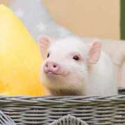 玲乃(れの) あったかい🤧 人妻城 横浜本店