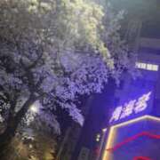 ヒメ日記 2026/04/12 10:03 投稿 レイラ 三浦屋別館