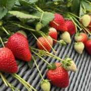 ヒメ日記 2025/04/08 11:39 投稿 せな 舐めたくてグループ〜ペロンチョ学園〜八王子校