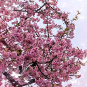 ヒメ日記 2025/03/08 15:32 投稿 小島さら クラリスDAO