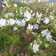 ヒメ日記 2024/12/13 19:10 投稿 由良 鶯谷人妻城